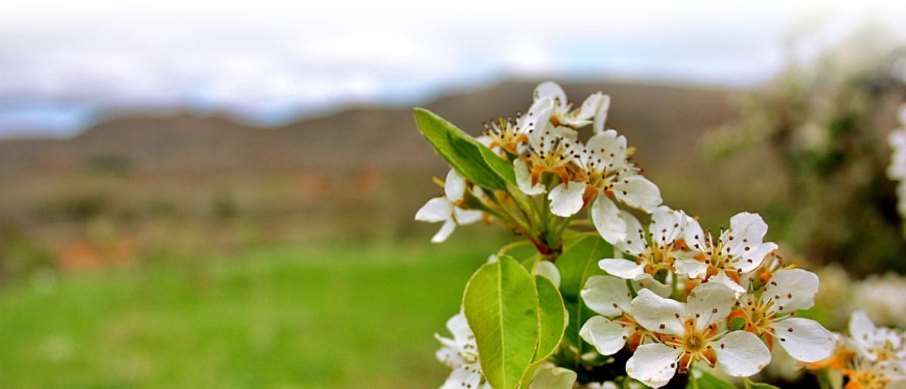 Morata de Jiloca. Cada primavera los campos se tiñen de blanco con la floración del peral © UTM Desarrollos